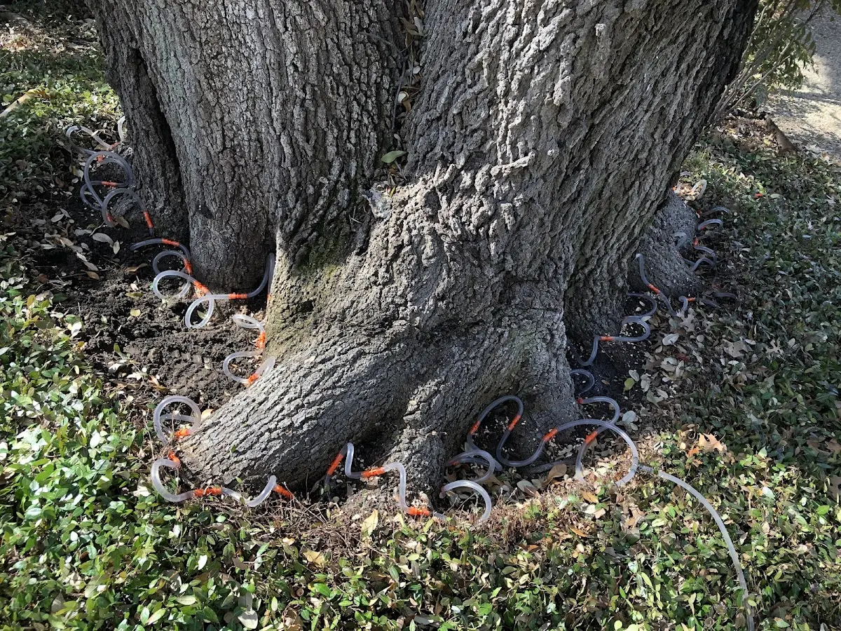 Detailed Tree Cabling and Bracing job site in Mineral Ridge