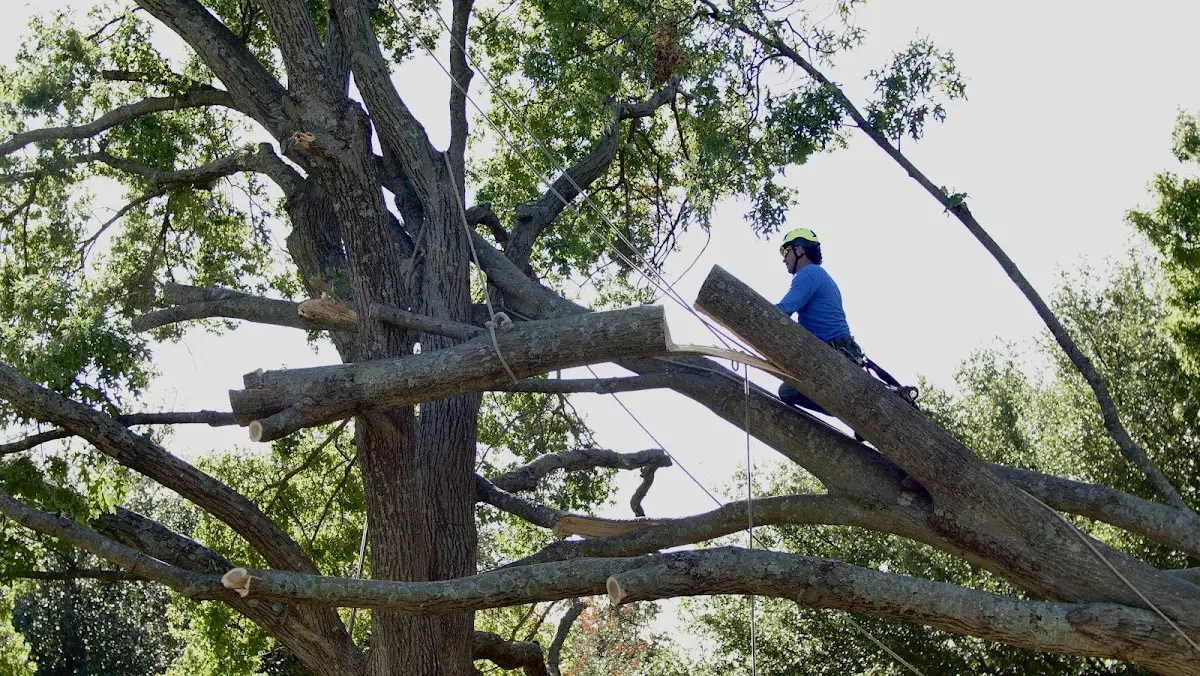 Professional Crown Thinning performed by certified arborists in Mineral Ridge
