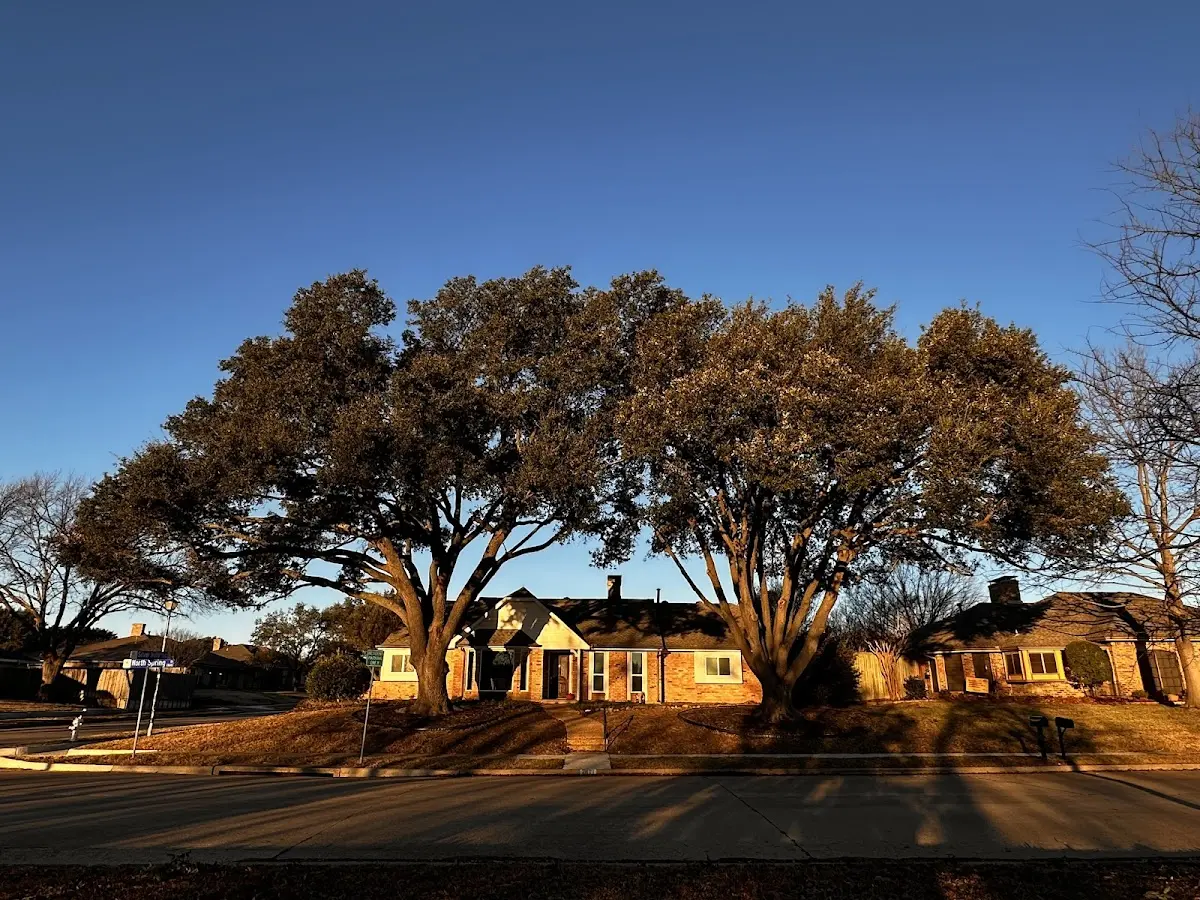 Established residential canopy tree shading a home in Mineral Ridge